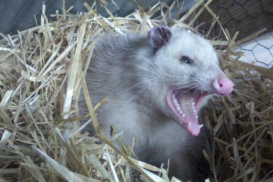 Opossum problems in Indianapolis