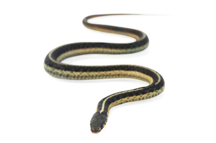 Snake Control: Trapping & Removal Service