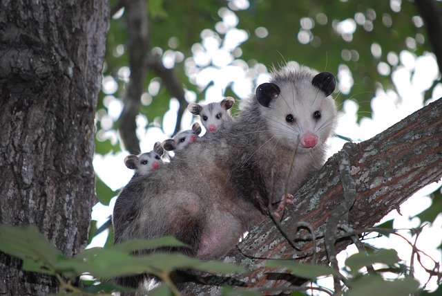 opossum family Indianapolis 
